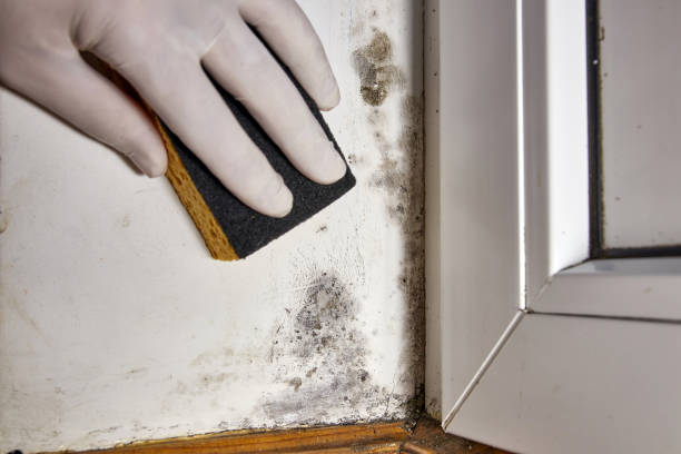 Monroe, MI Mold Removal Company